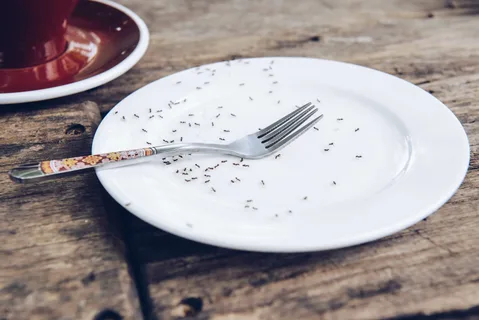 como acabar com formigas pequenas na cozinha