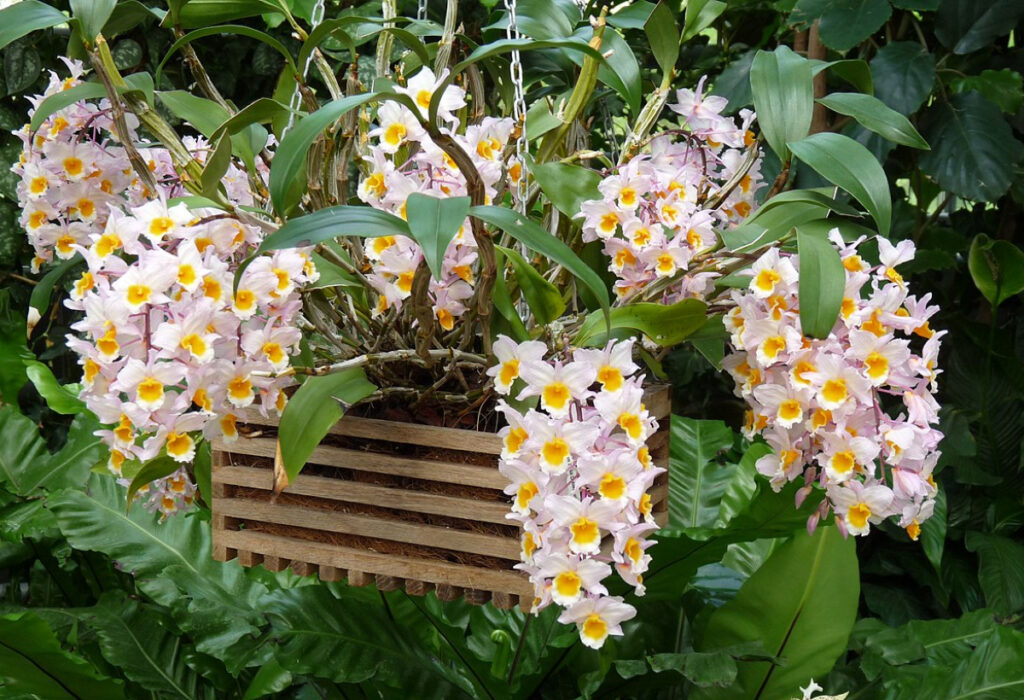 Dendrobium