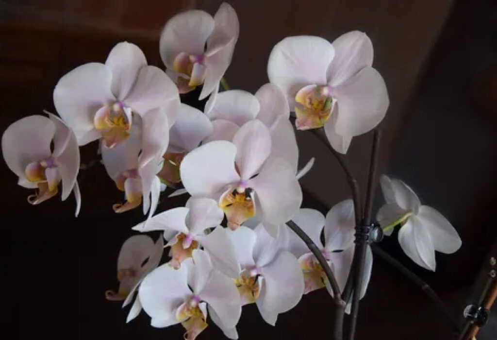 como cuidar de orquídeas