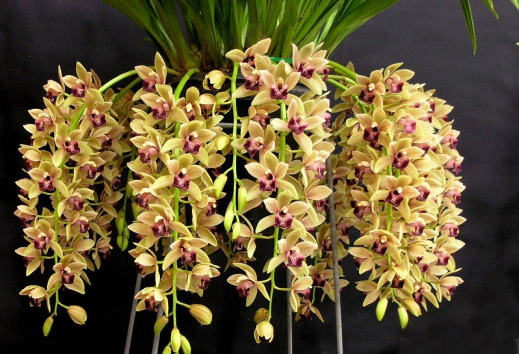 Cymbidium