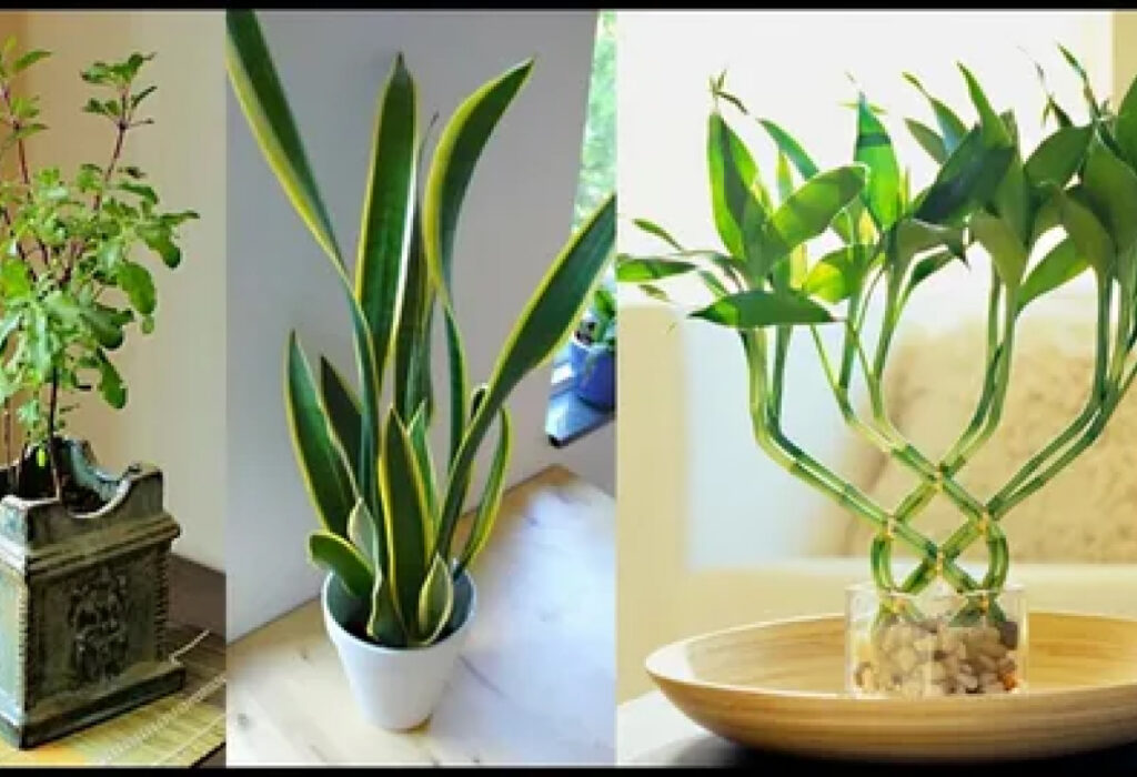 Plantas e Elementos Sensoriais para o jardim sensorial