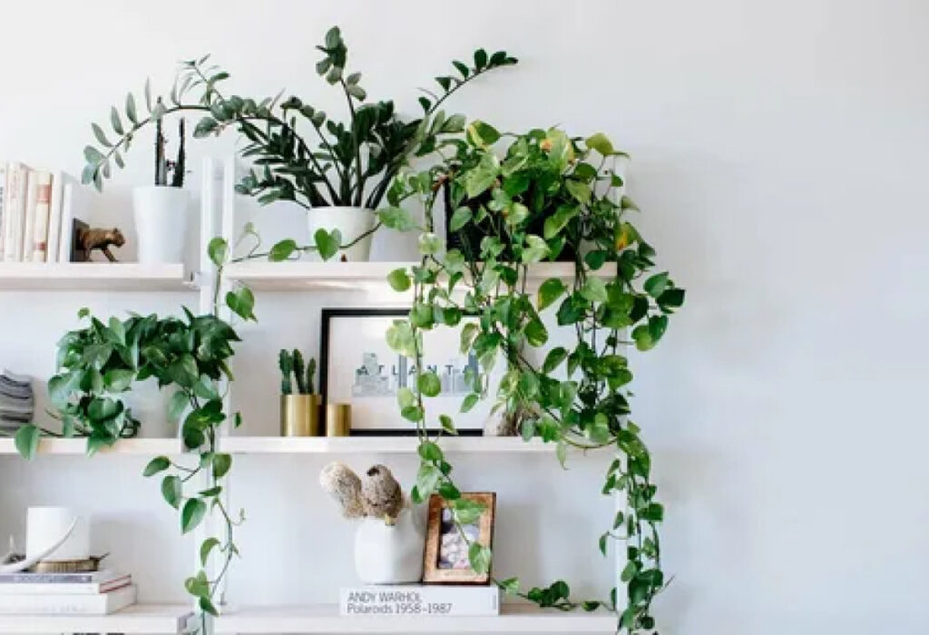 plantas pendentes em prateleiras altas