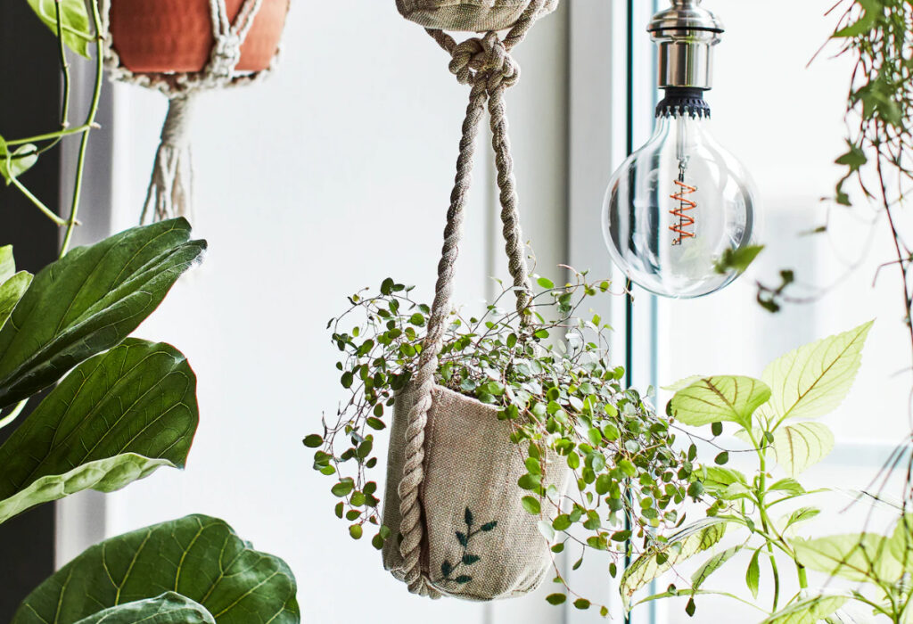 plantas pendentes em cestos