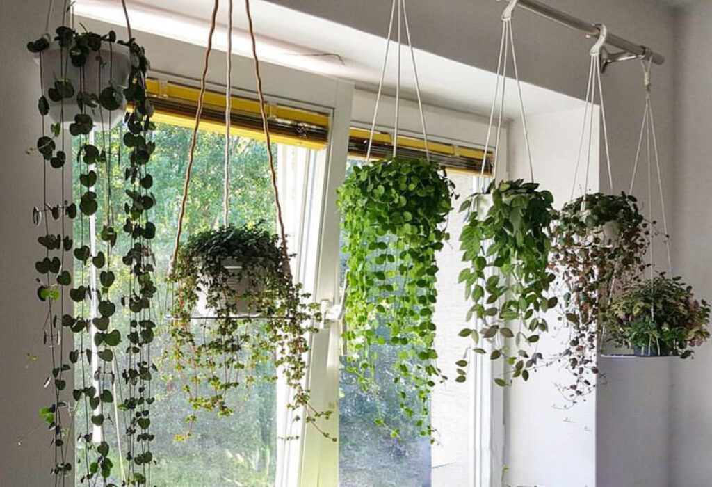 ganchos no teto com plantas pendentes