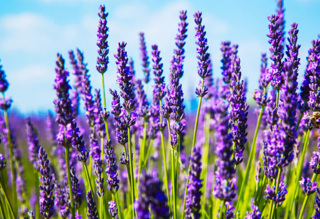 flor lavanda